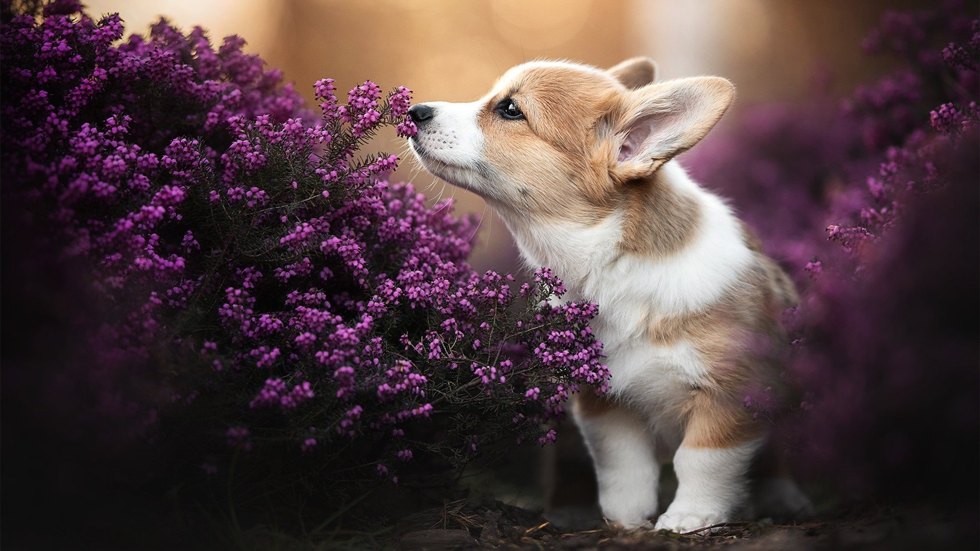德里赫特铁壁封喉，阿森纳险胜马赛的欧冠之夜