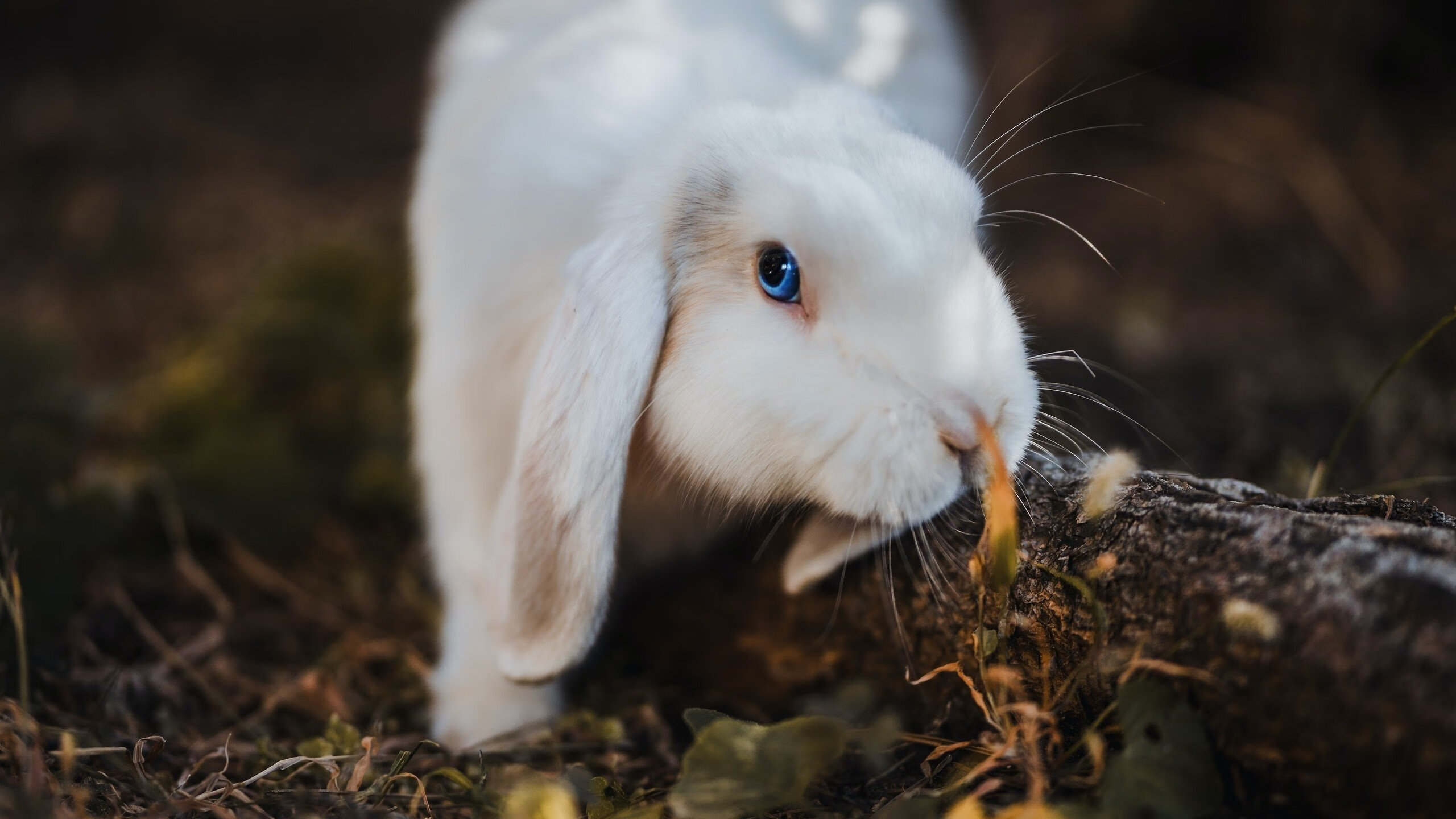 冰与火的终章，雷霆抢七鏖战力克吉林，书写唯一传奇